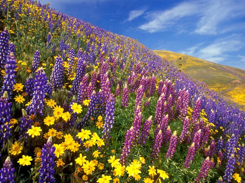 Yumthang, Valley of Flowers