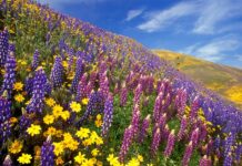 Yumthang Valley, 11,693 ft, North Sikkim, Tourism Sikkim Yumthang, Valley of Flowers