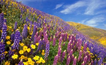 Yumthang Valley, 11,693 ft, North Sikkim, Tourism Sikkim Yumthang, Valley of Flowers