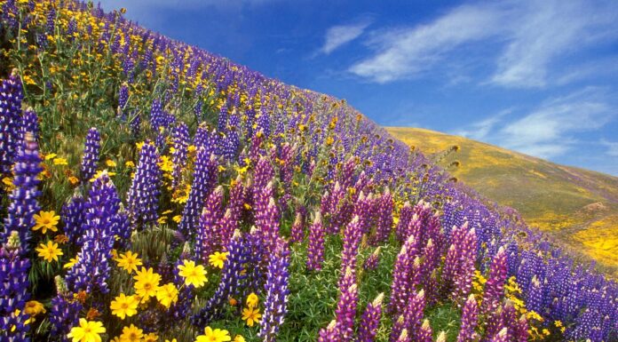 Yumthang Valley, 11,693 ft, North Sikkim, Tourism Sikkim Yumthang, Valley of Flowers