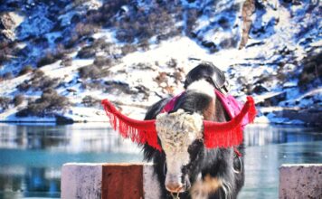 Tsomgo Lake, East Sikkim Yak in Tsomgo Lake