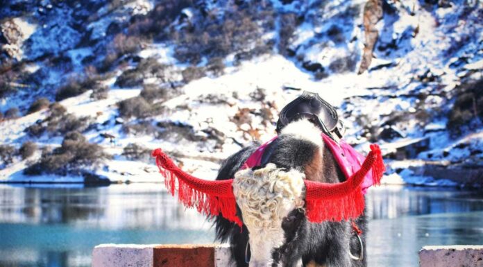 Tsomgo Lake, East Sikkim Yak in Tsomgo Lake